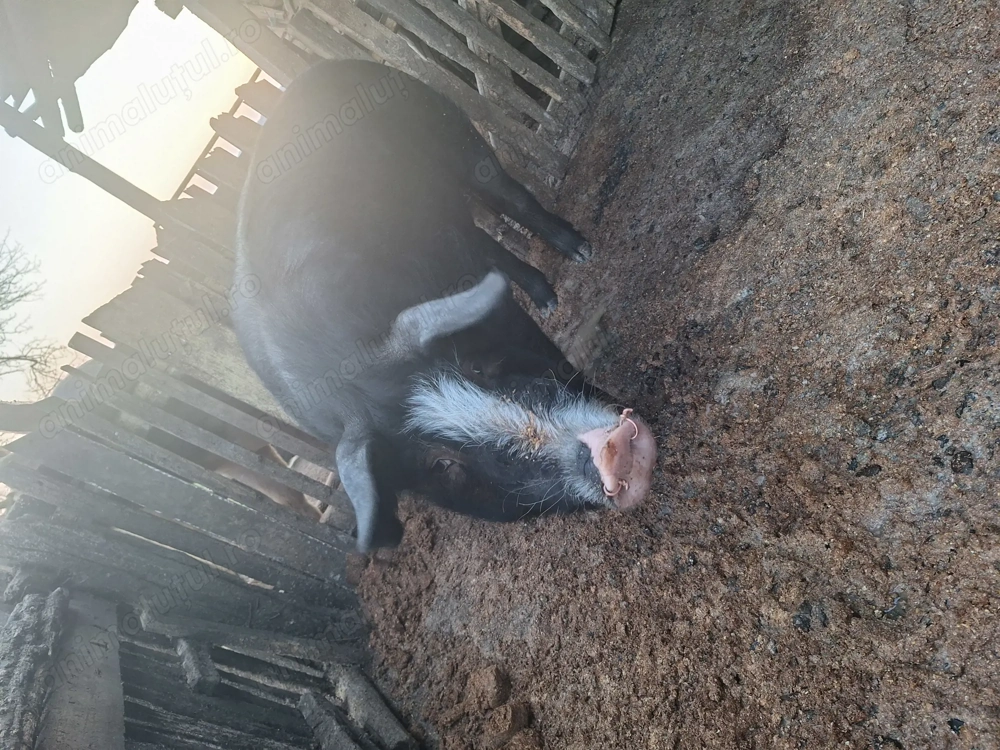 Vand porc  de sacrificat 