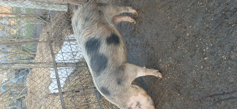 De vănzare 3 scrofițe pietran.