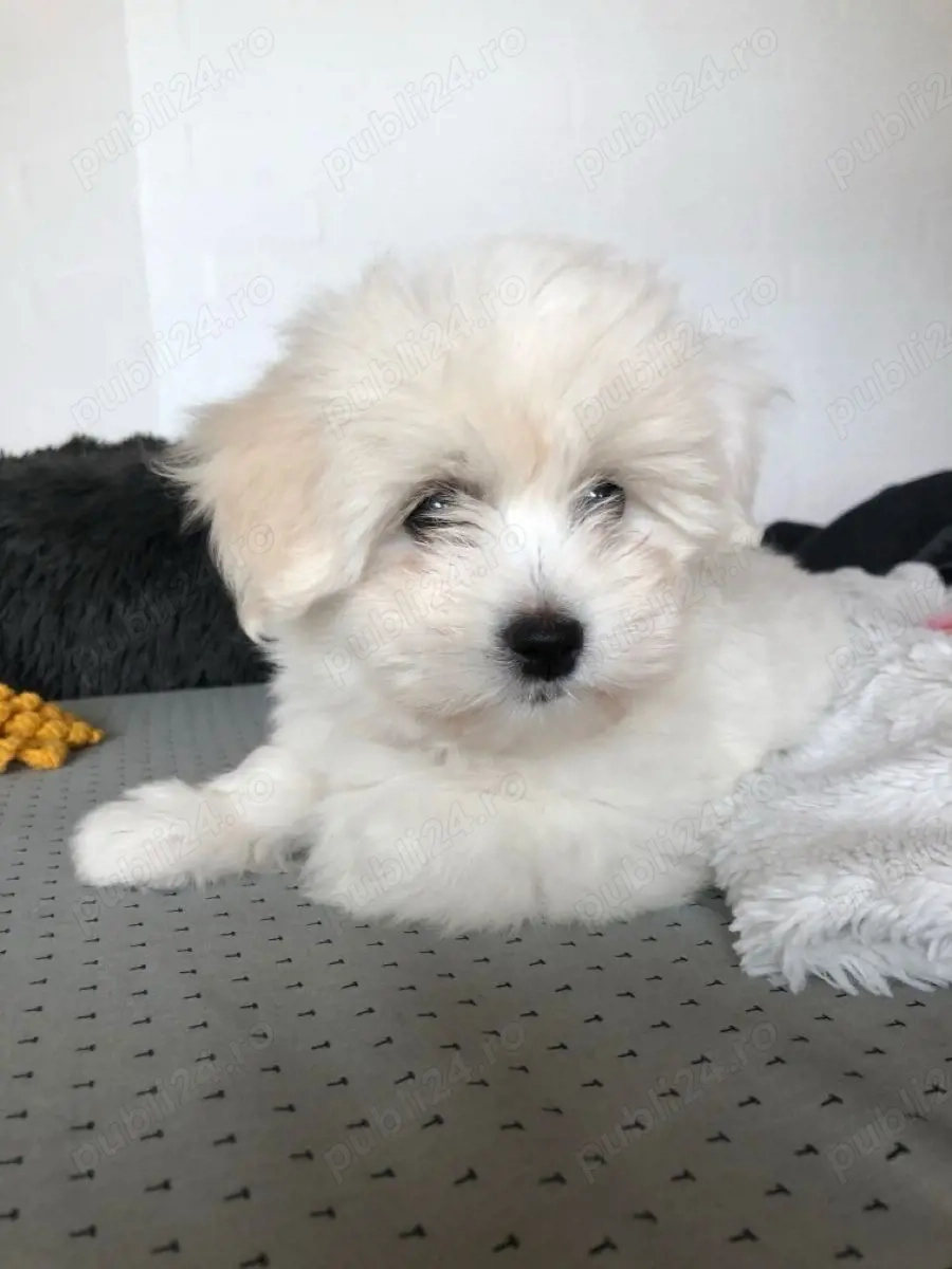 Bichon Maltez Mini Toy