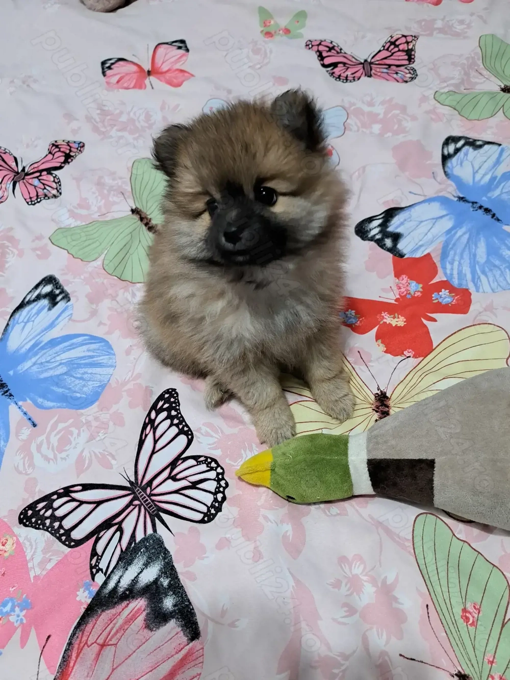 Pomeranian pui,mascul.