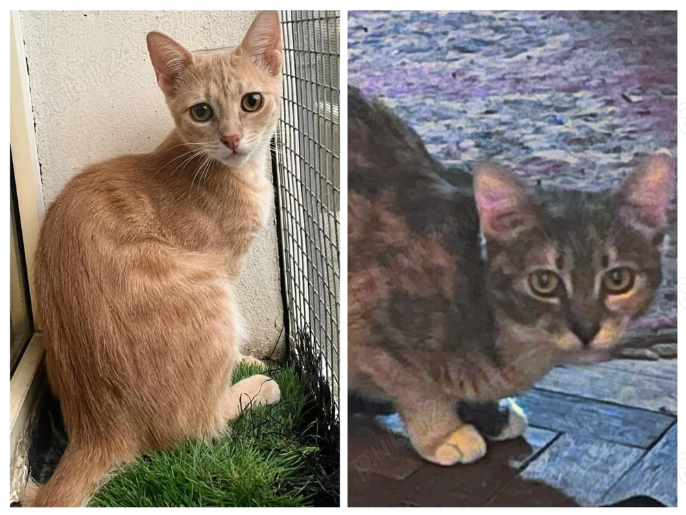 Metisi British Shorthair pui