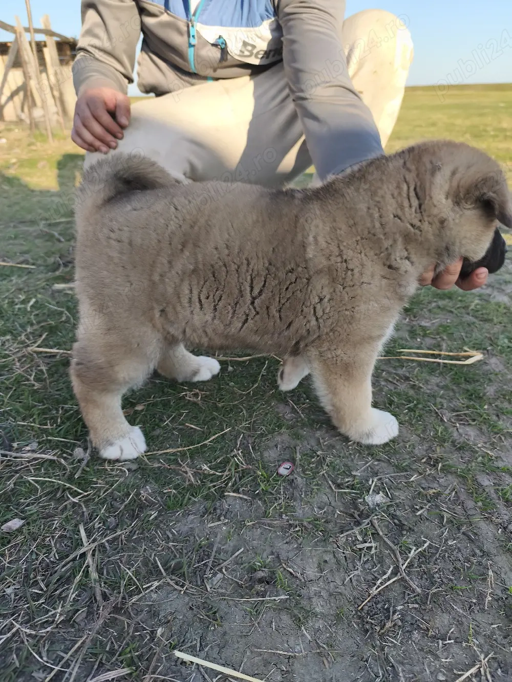 Catelusi Akita American 2 Fetite