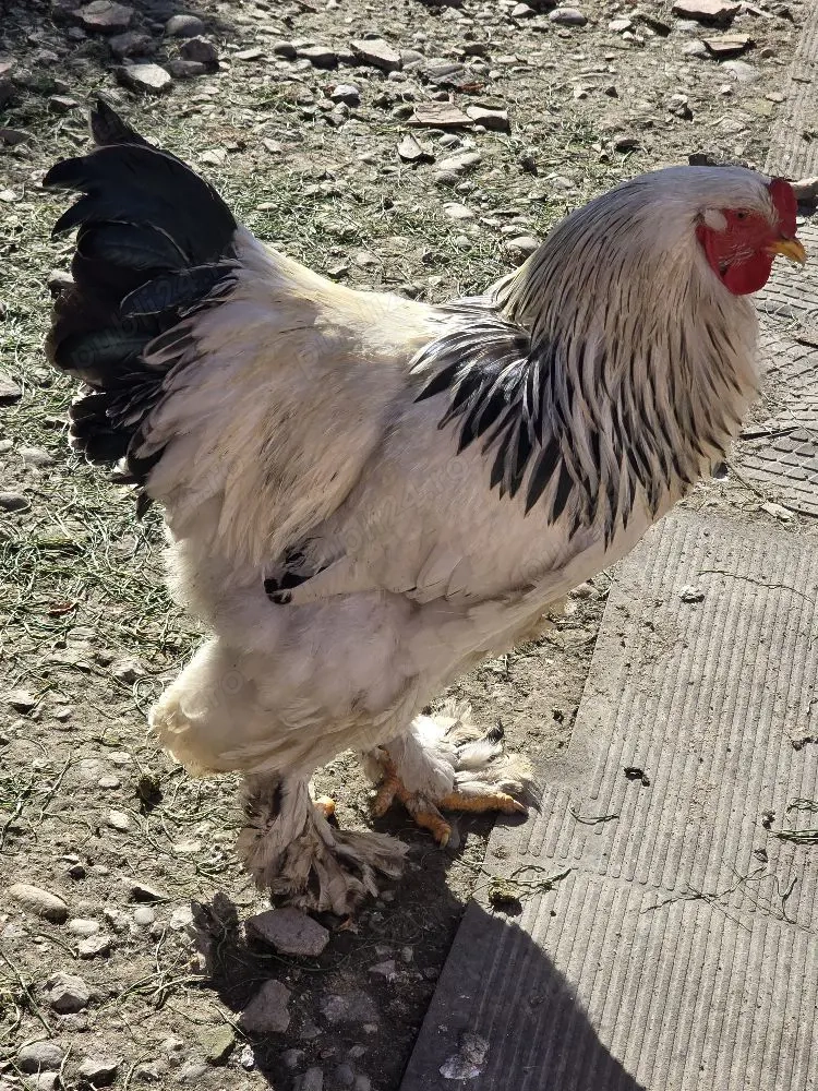 Cocoș Brahma Herminat Deschis 