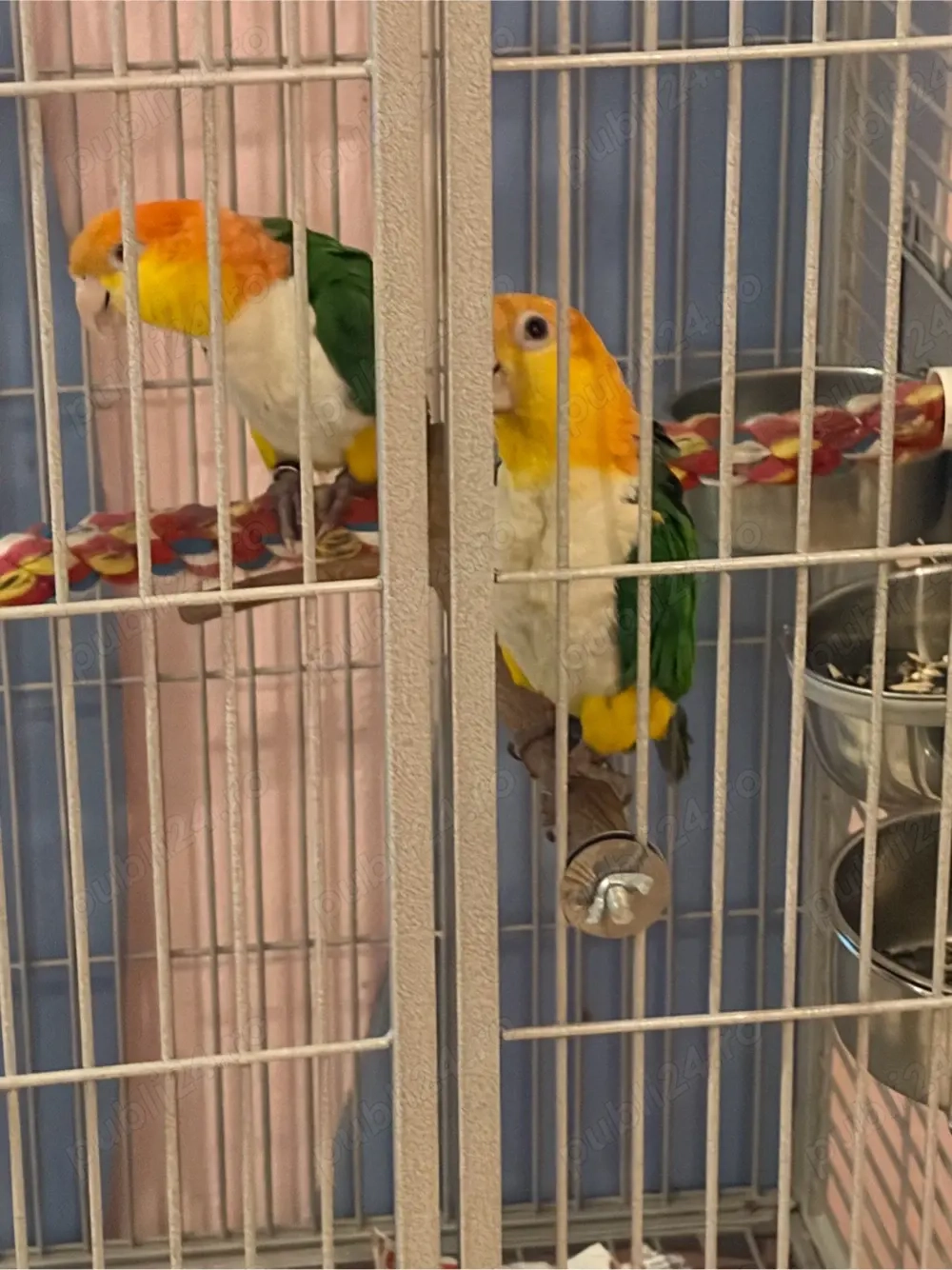 pereche de caigue inelati 