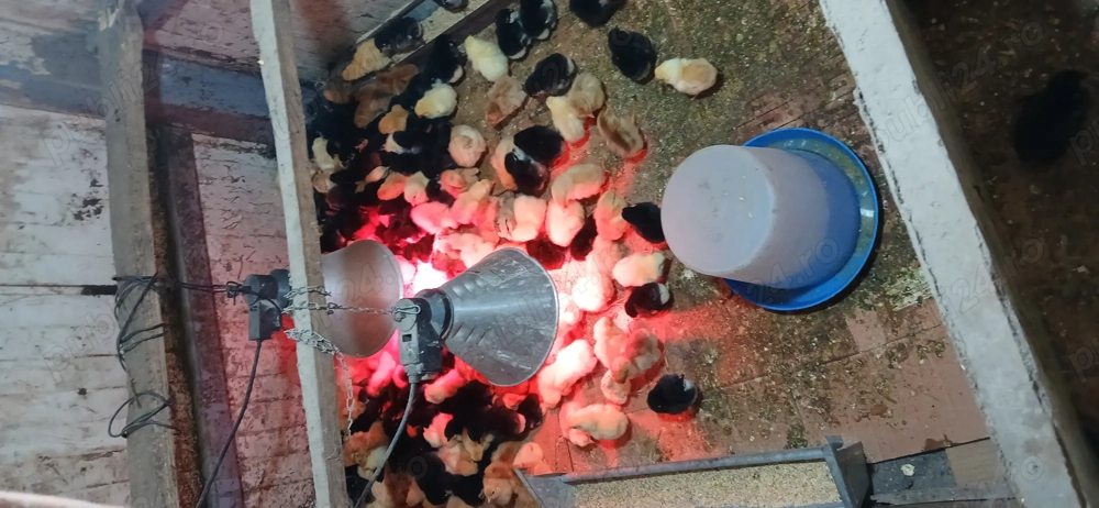 Vind  pui Australorp 15 lei