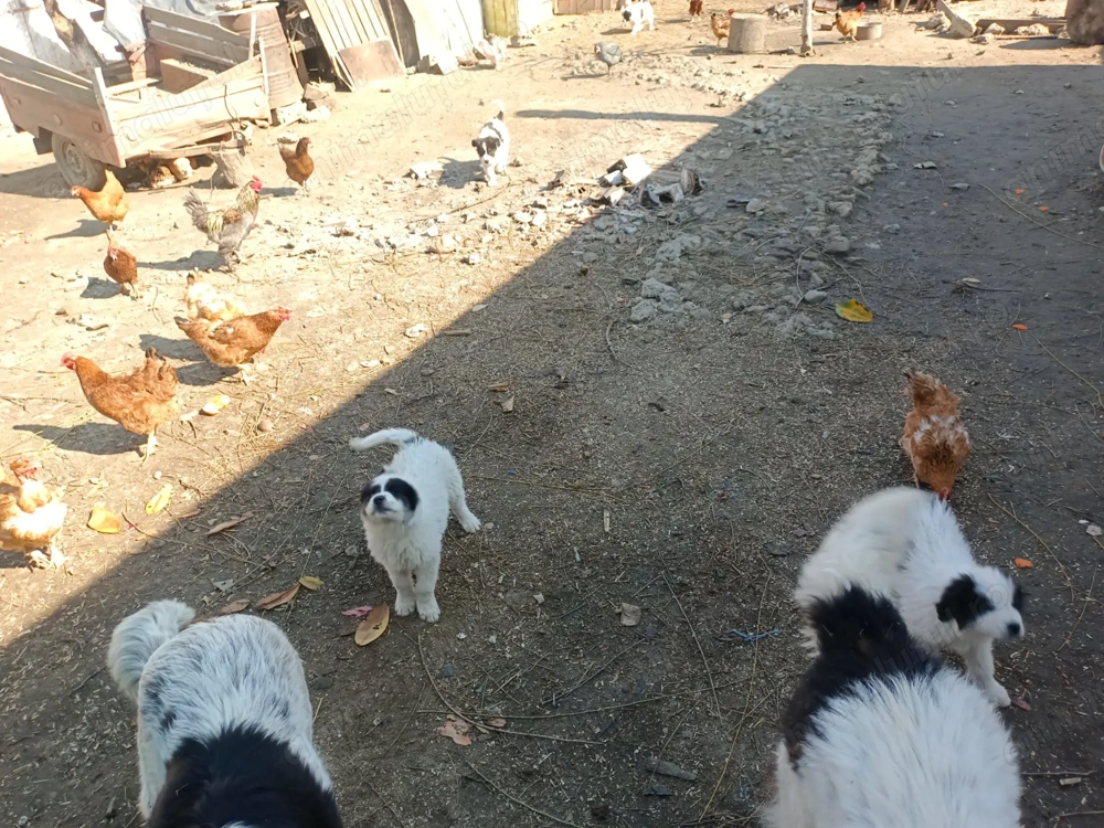 Pui Ciobanesc de Bucovina