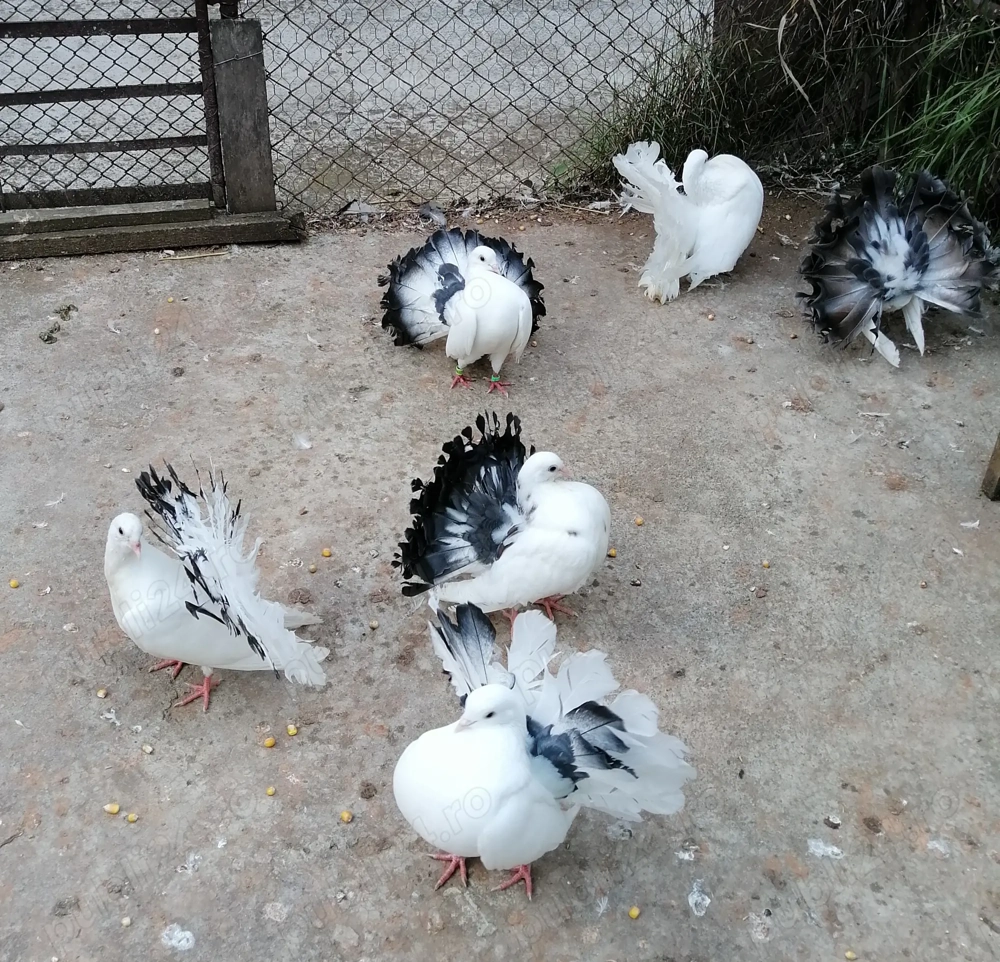 Vand porumbei voltati