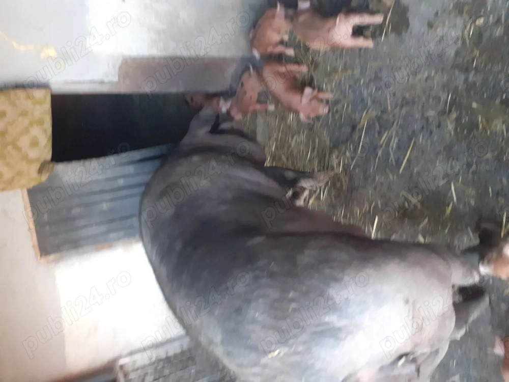 vî nd scroafă cu 8.purcei montată  cu durok