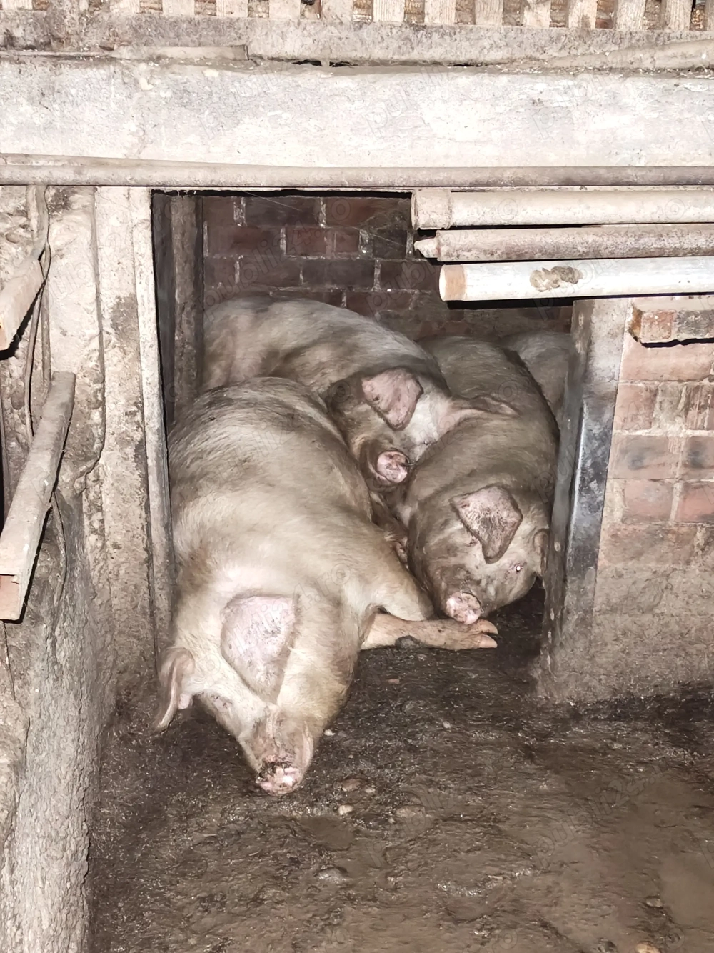 Vând porci grași între 120 și 200 kg.nr 