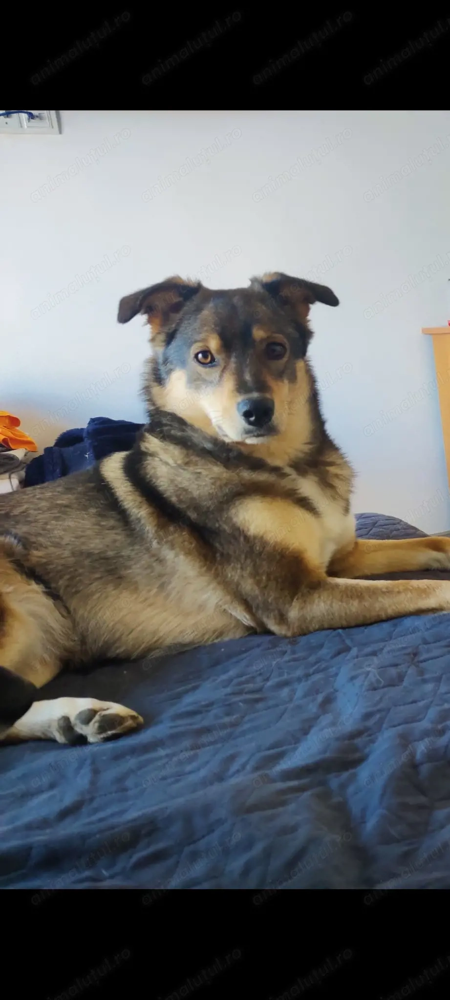 Donez catelusa de companie de 2 ani