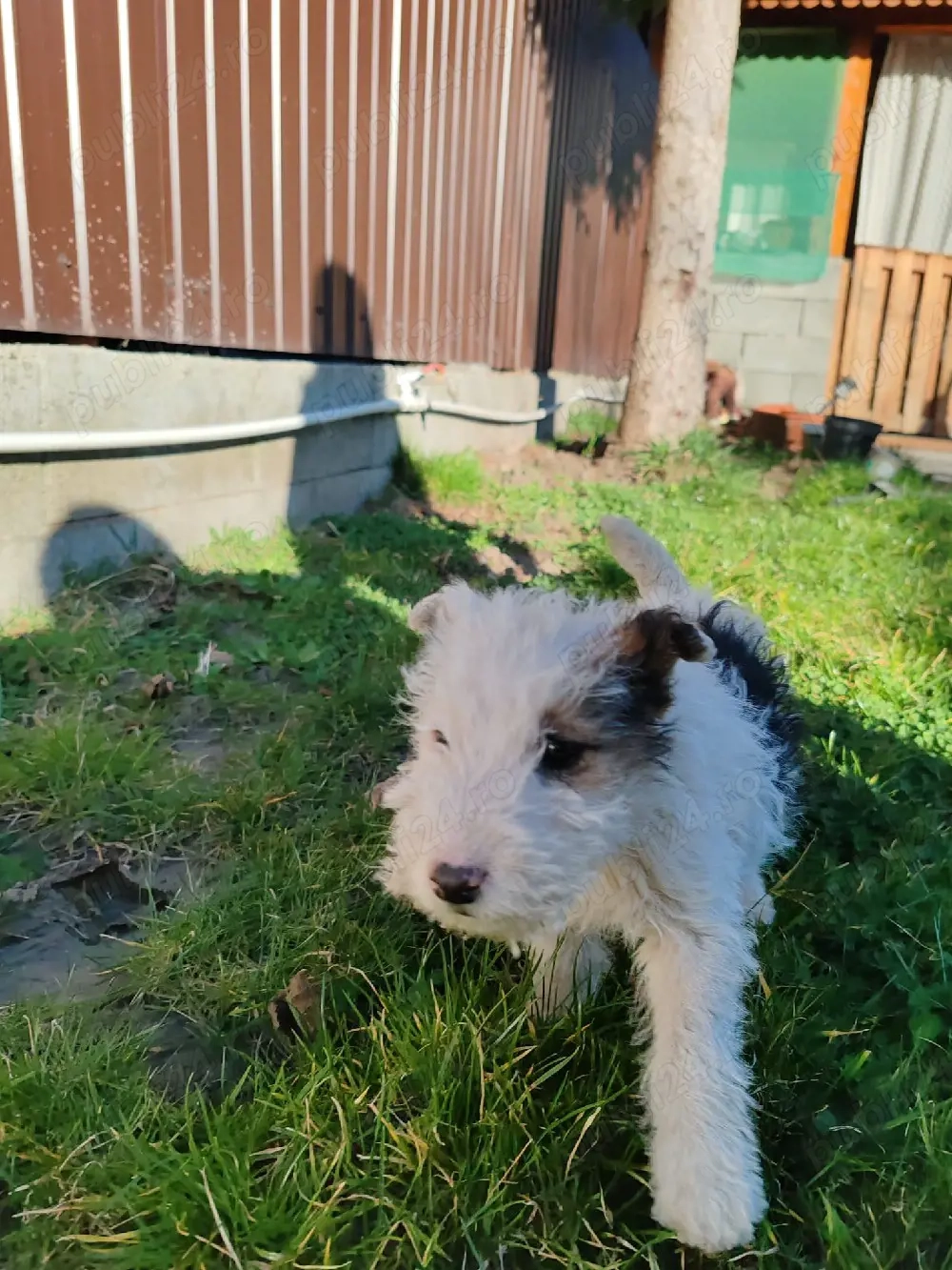 foxterrier de vânzare 