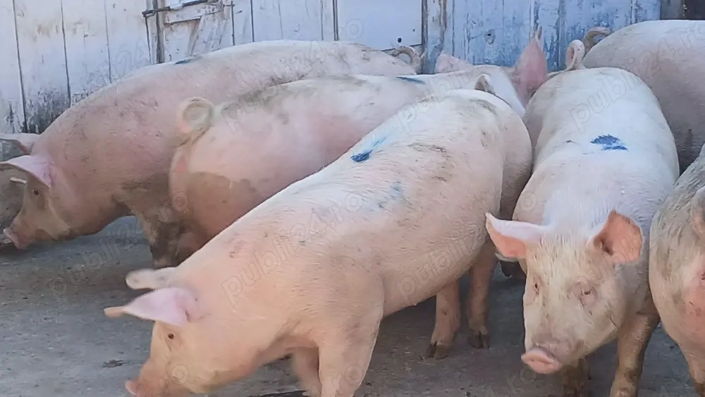 porci 150-300kg
