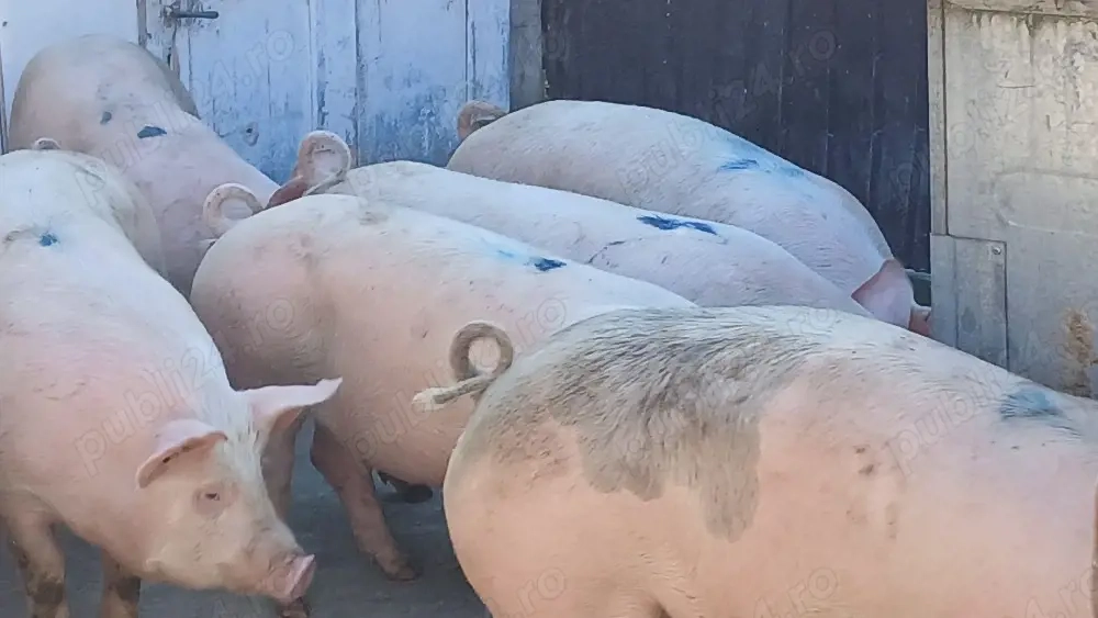 porci 150-300kg