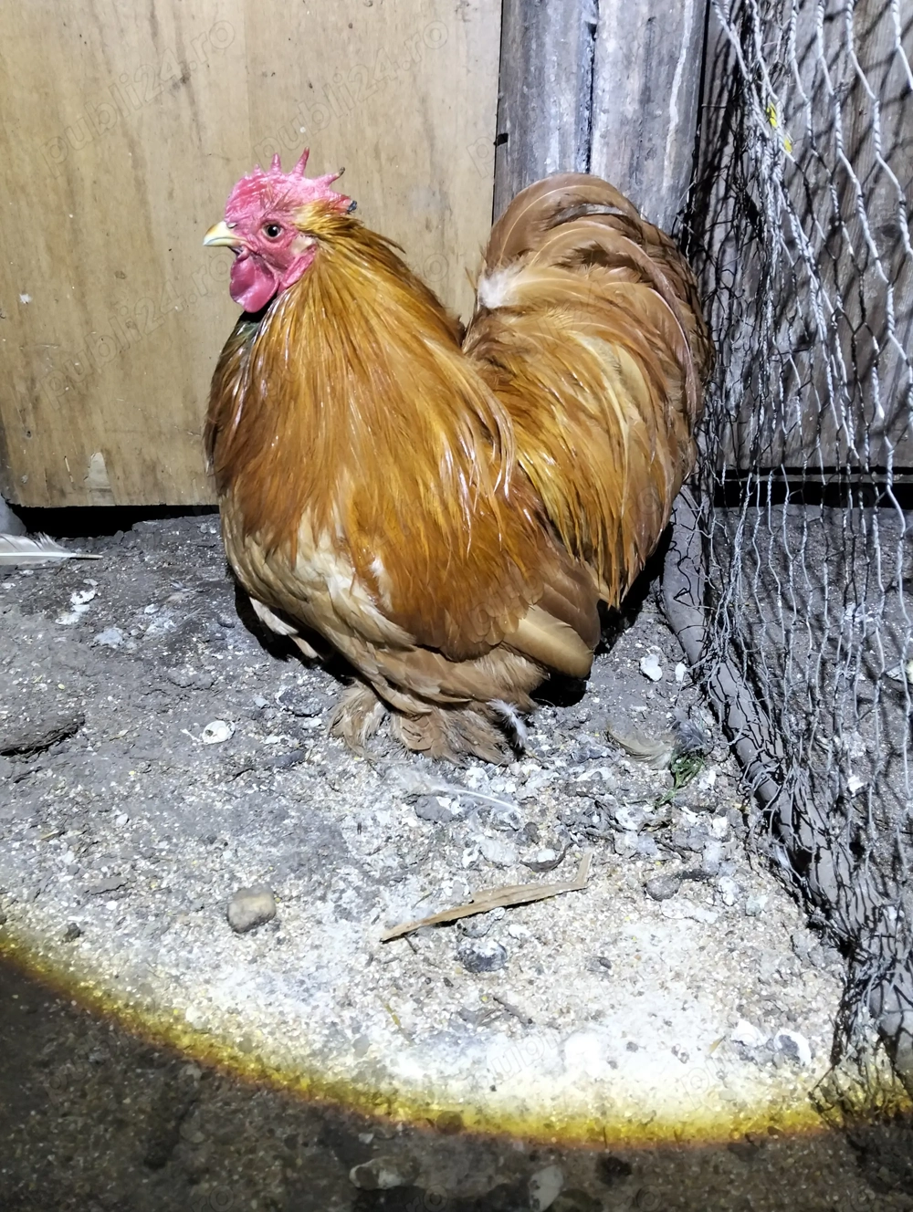 Vand sau schimb,cocos Cochinchina pitic!