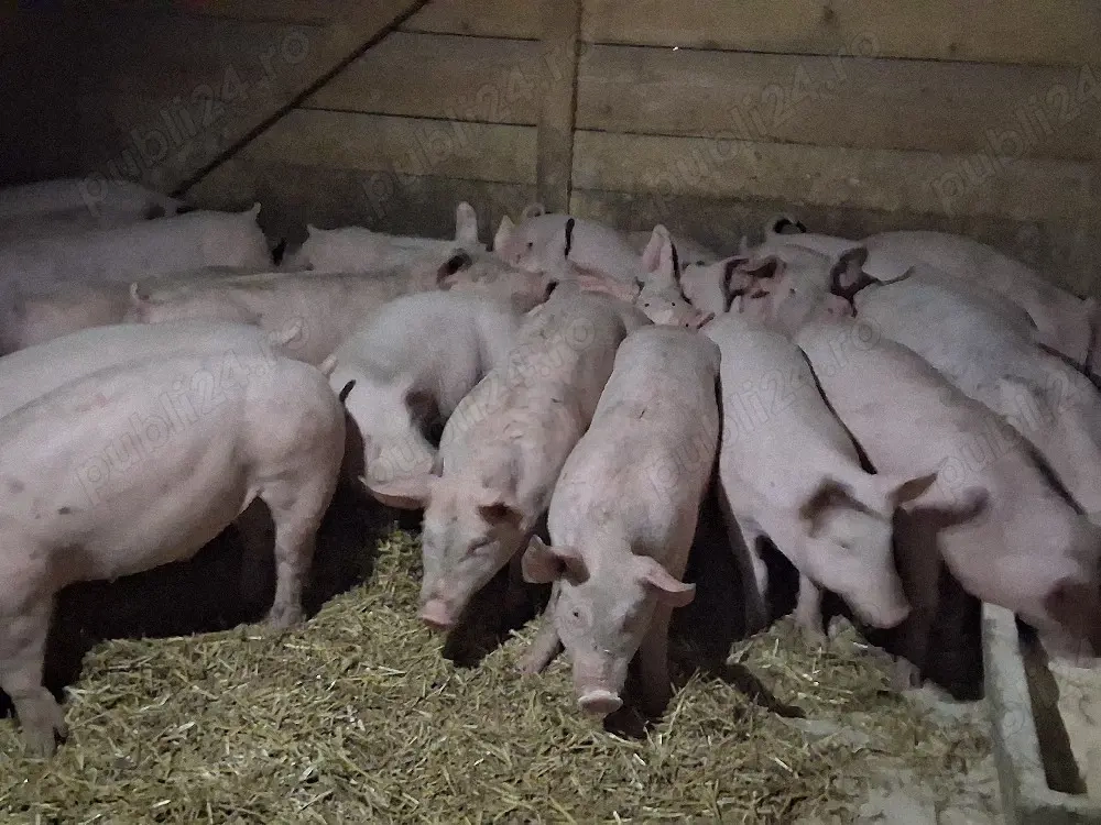 vând soldani  medie  50kg (toți masculi castraţi)