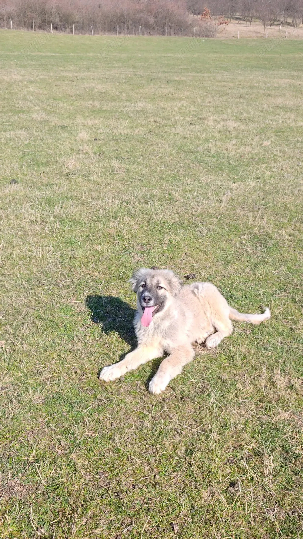 Cățelușa caucazian 