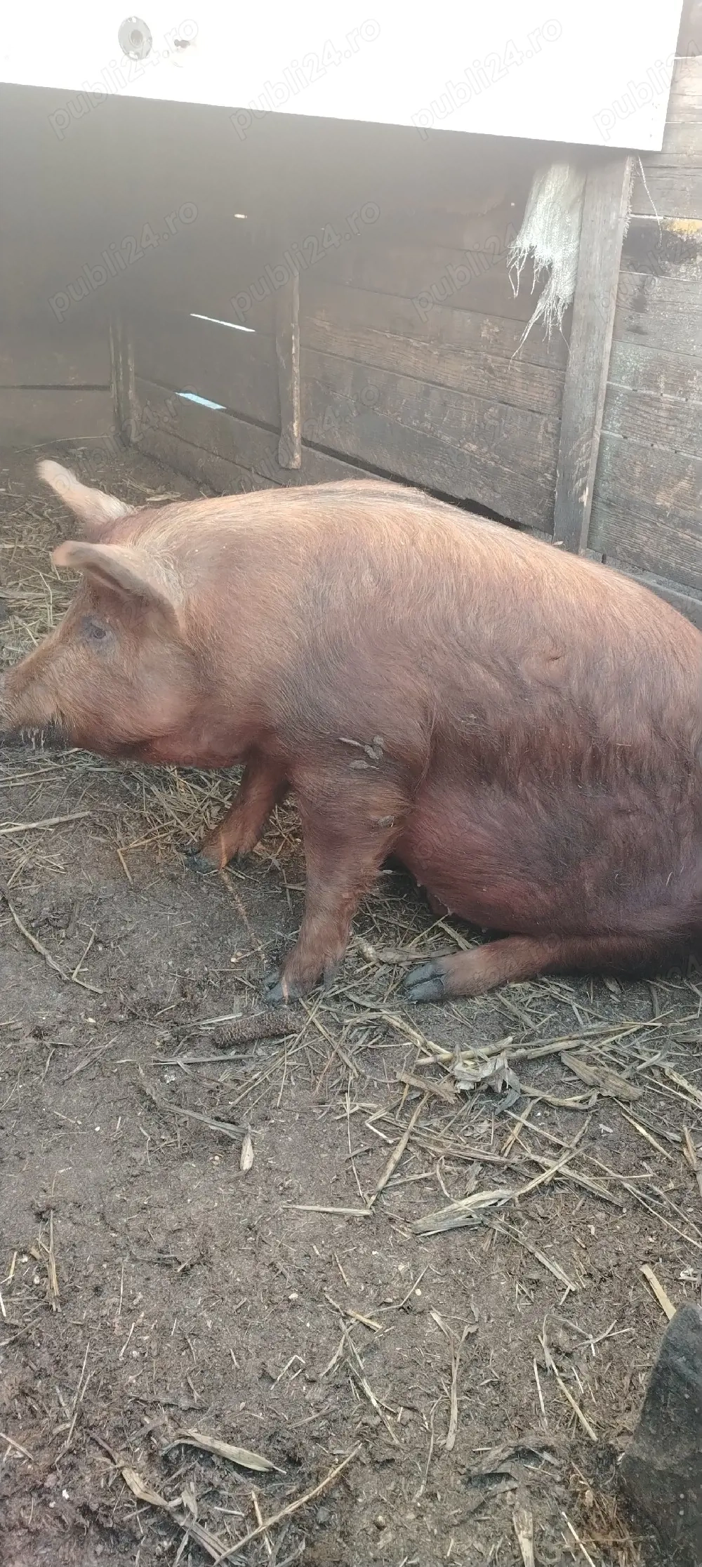 Vând porc castrat duroc în jur de 90 kg, 17 lei în viu Iași Holboca    
