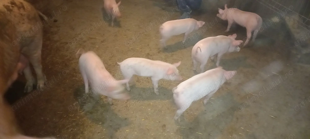 Vând purcei  6 săptămâni 