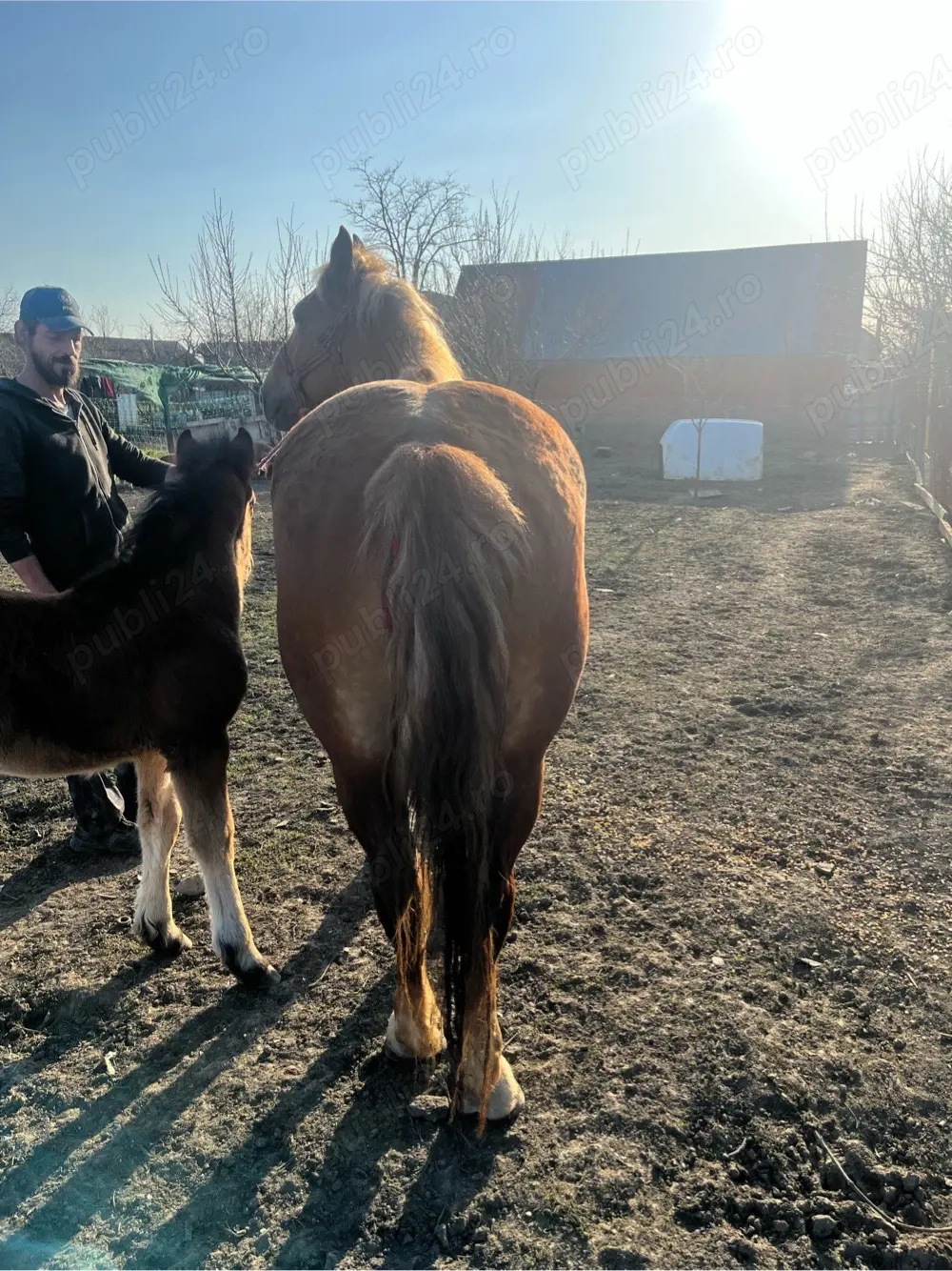 vand iapa cu manz de o luna 3 ani are iapa 