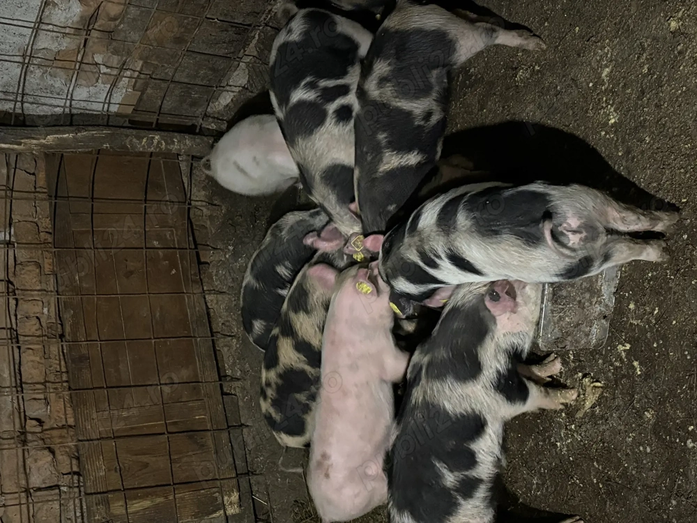 Purcei de 9 săptămâni de vânzare!