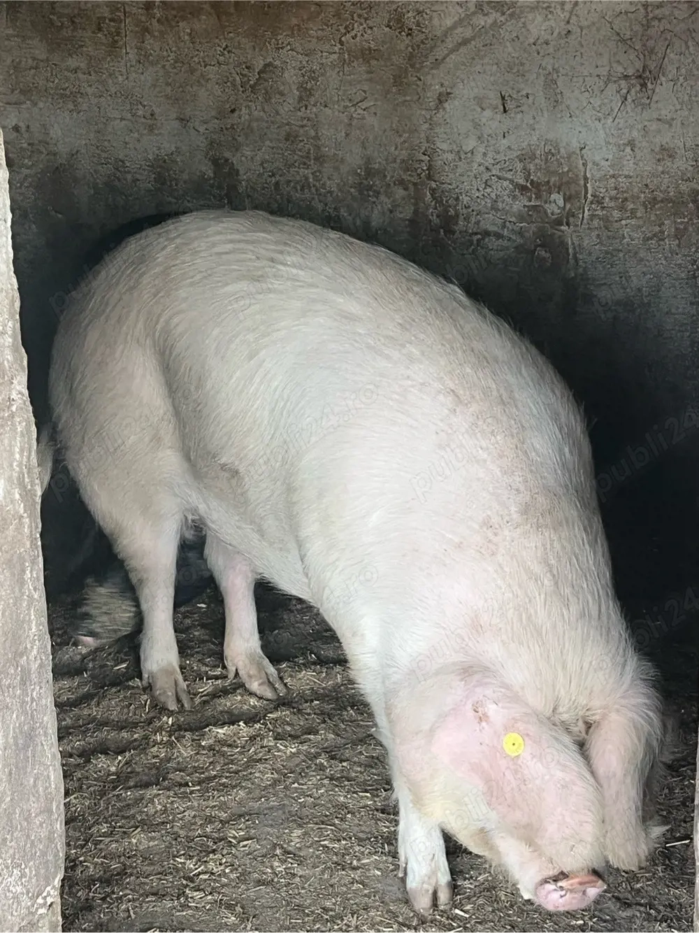 vand porc de sacrificat 