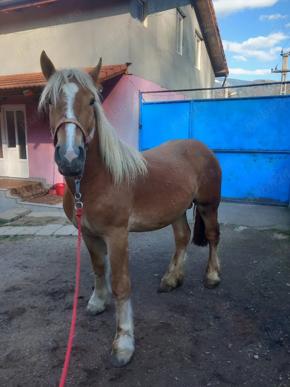 Vând mânz de 1an și 8luni 