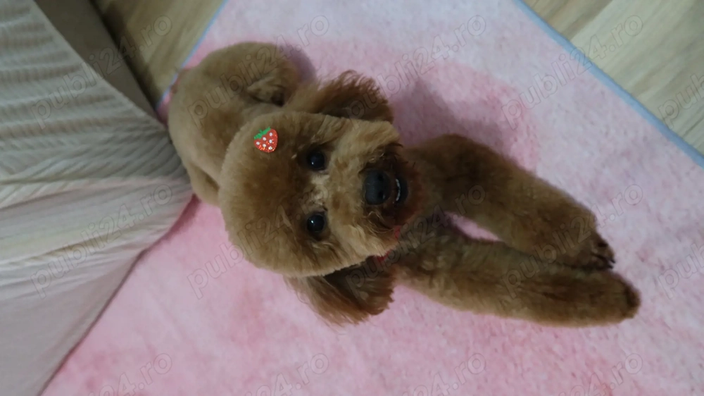 Sweet friendly female dog