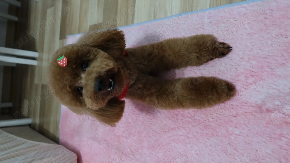 Female Poodle 1 year 4 months I am selling a very friendly and healthy female poodle