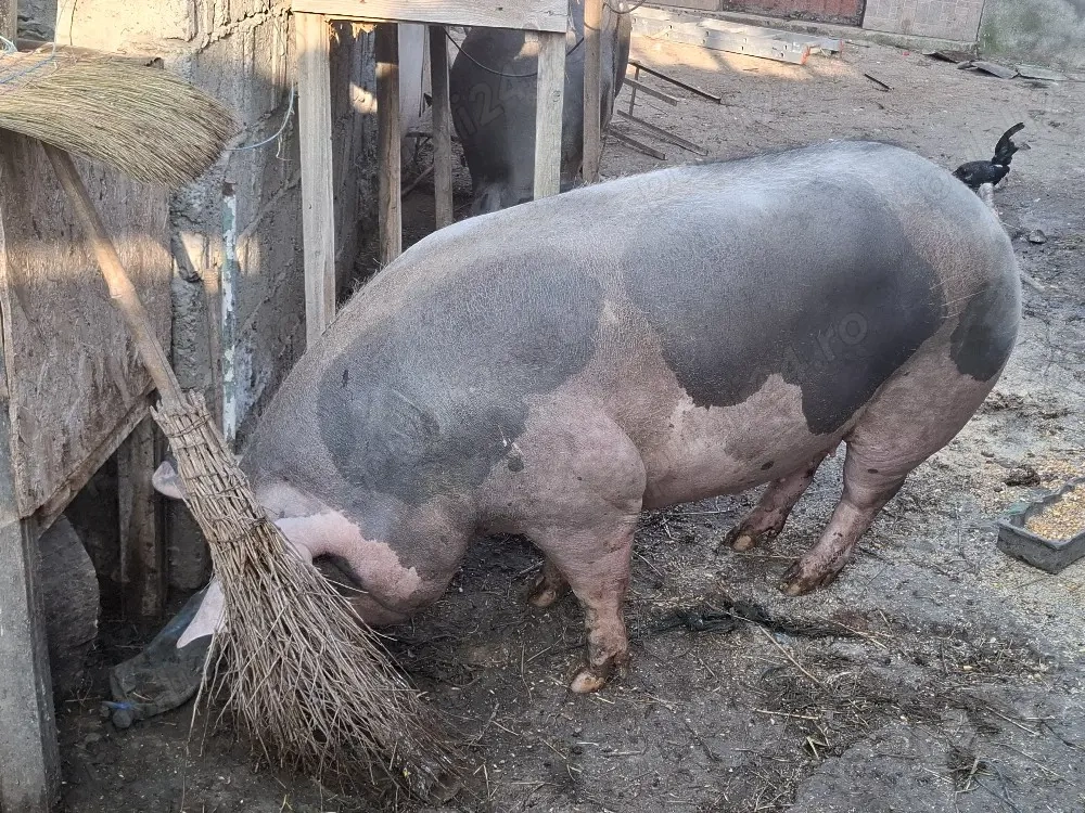 1 din 2 caută casă nouă