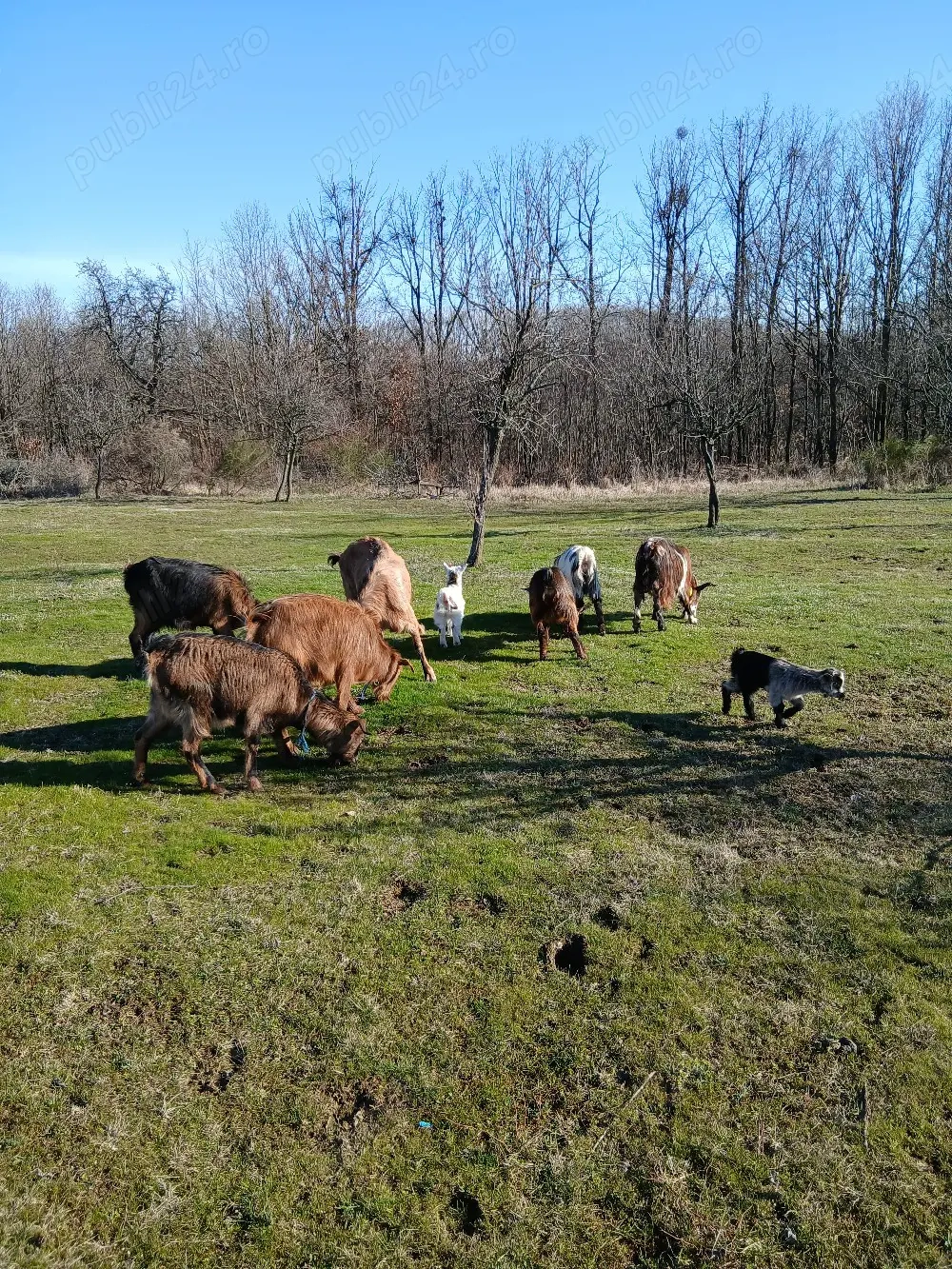 Capre tinere cu iezi