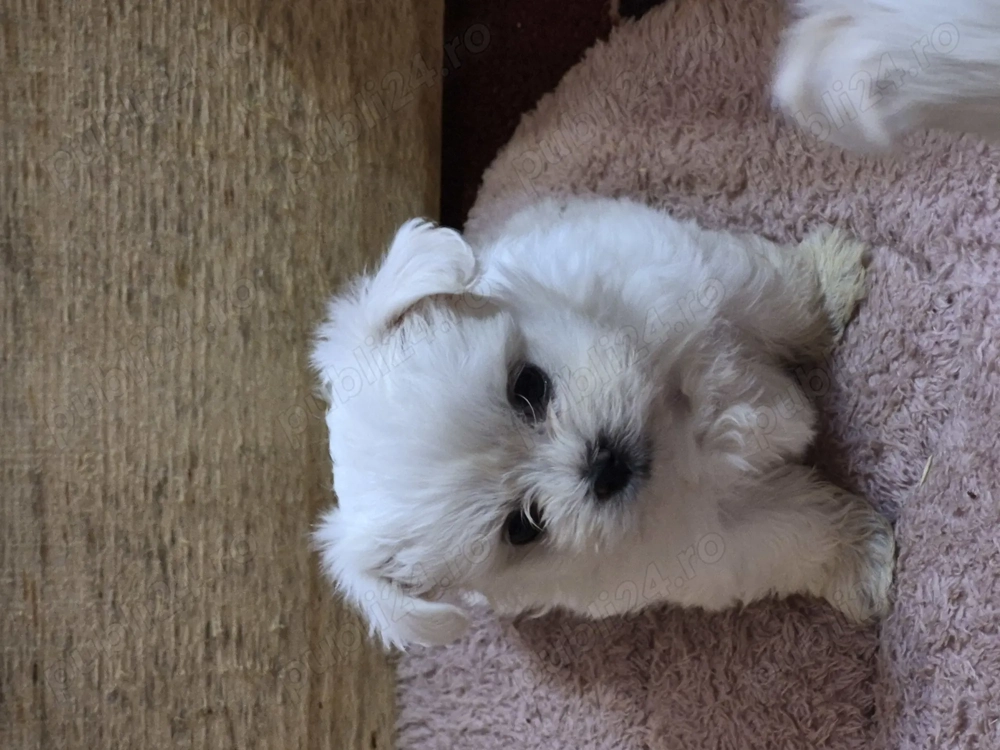 Catelusi bichon maltez