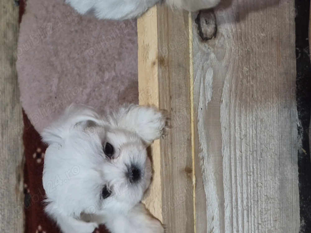 Catelusi bichon maltez