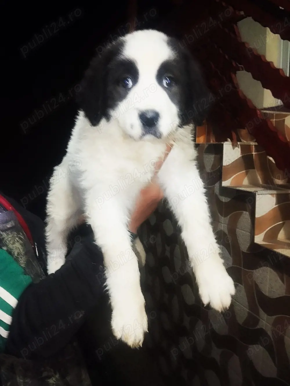 cateii Ciobanesc romanesc de Bucovina 