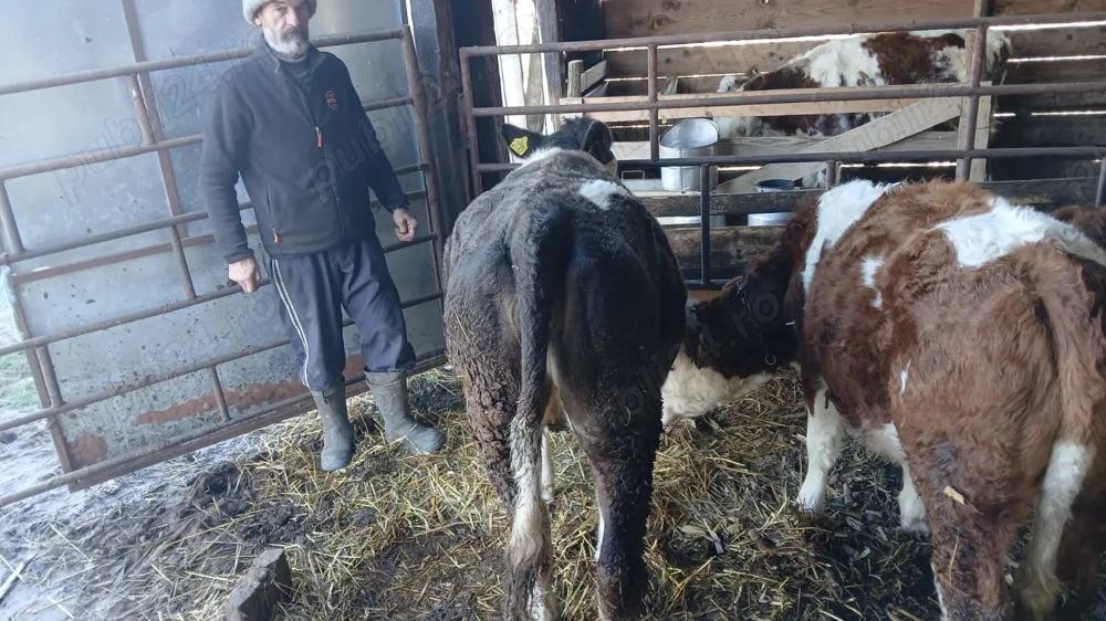 Vand junica baltata romaneasca