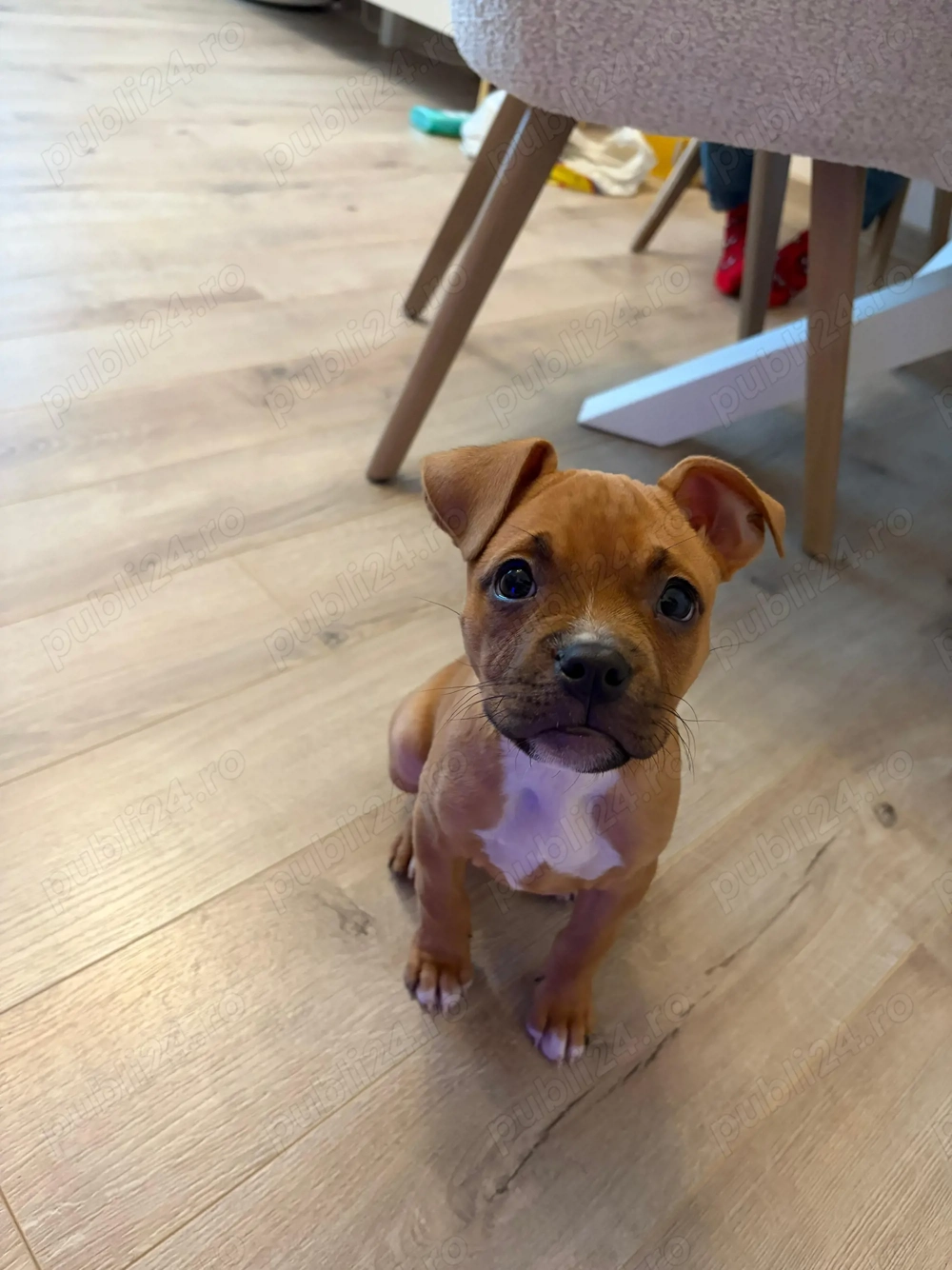 Amstaff 3 luni femela