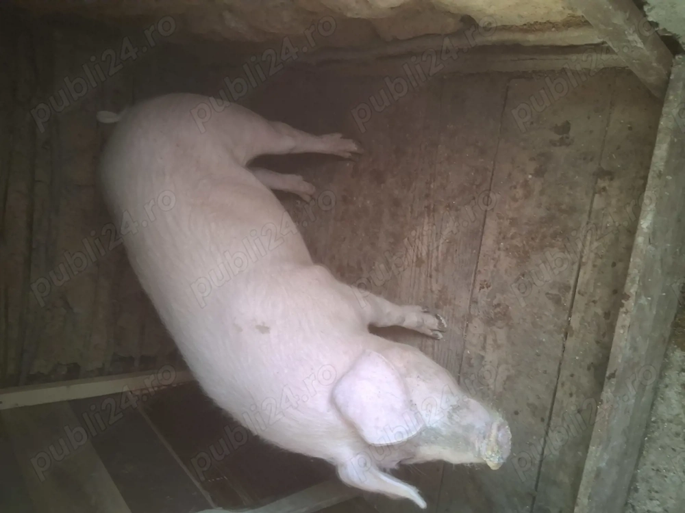 Vând o purcea și un vier