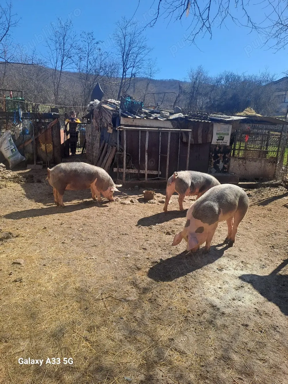 Porci de vanzare 