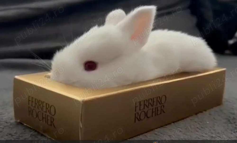 Iepuri hibrizi neozeelandez alb si hycole