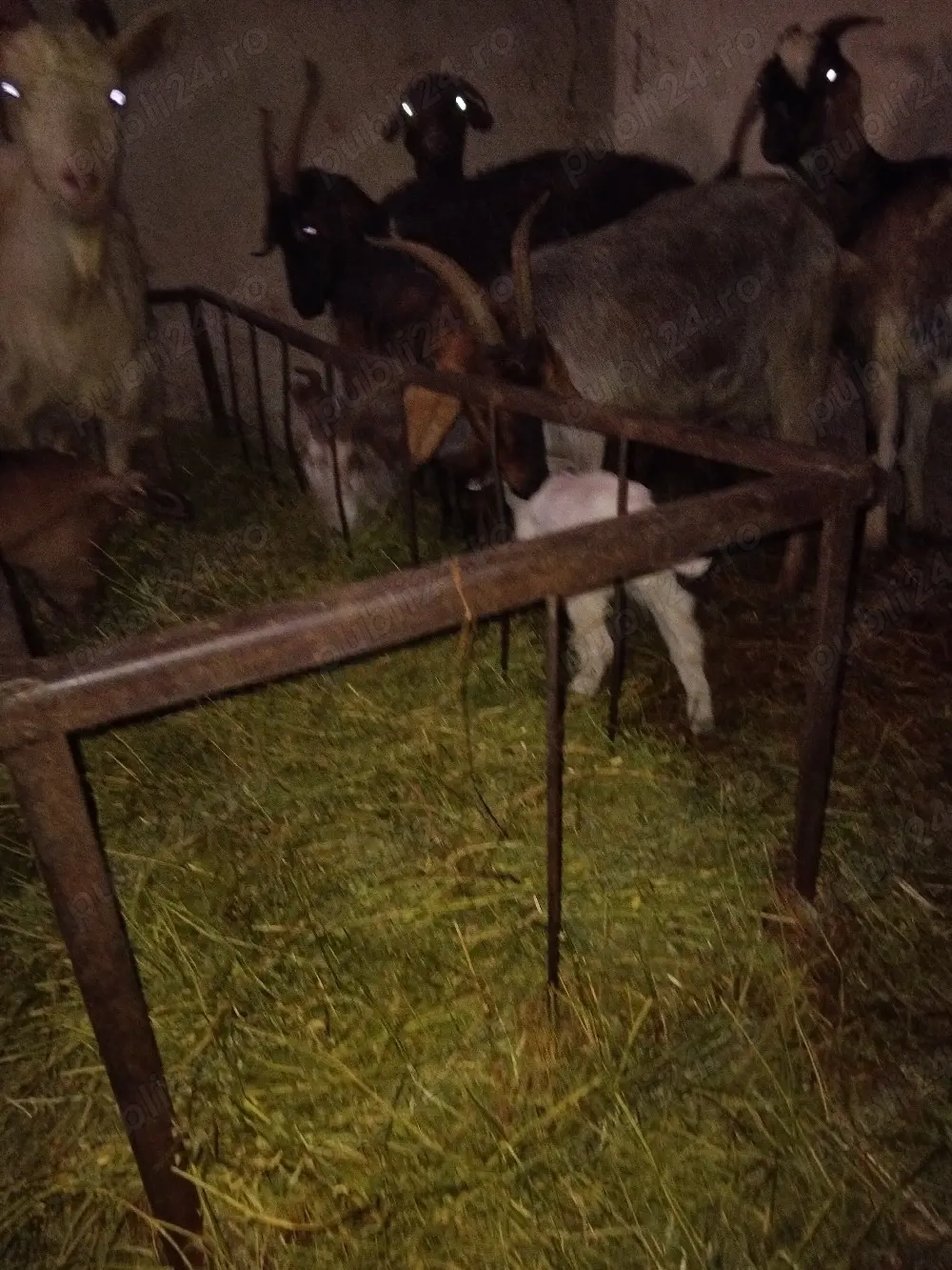 Angajez cioban la capre 