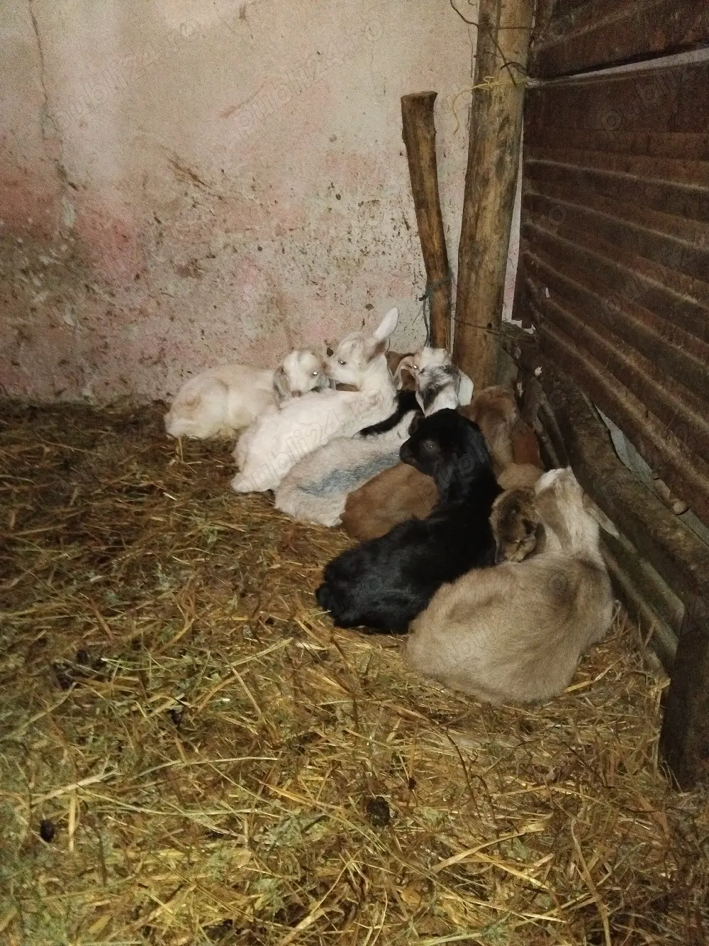 Angajez cioban la capre 