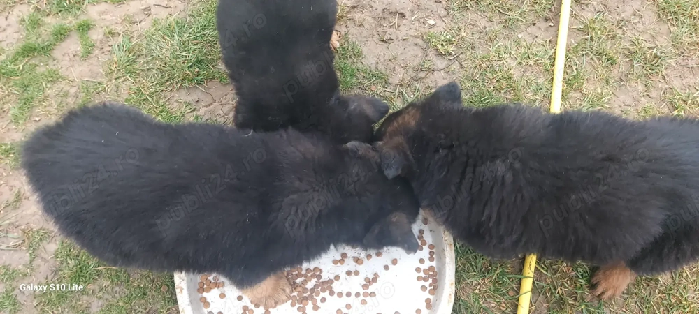 Cateluse ciobanesc german de vanzare. 