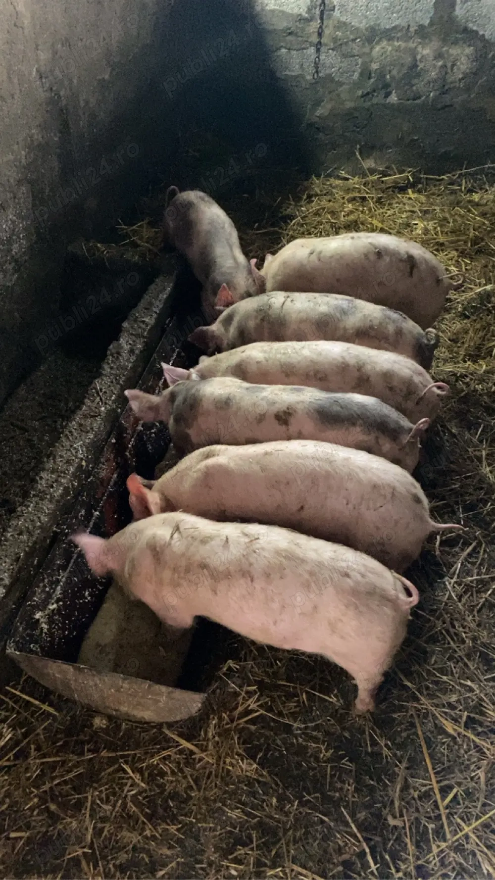 Vand Purcei marele alb cu pietrain! 