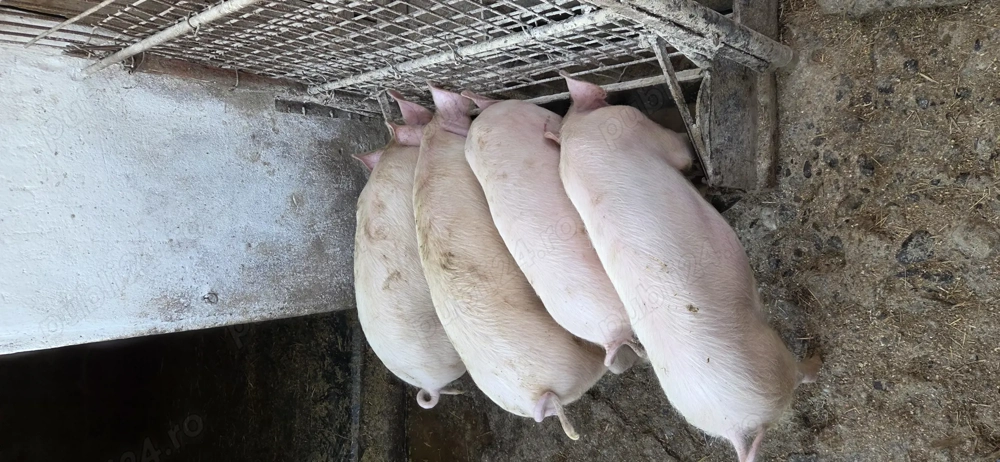 Vand porci pentru mai multe detalii la telefon 