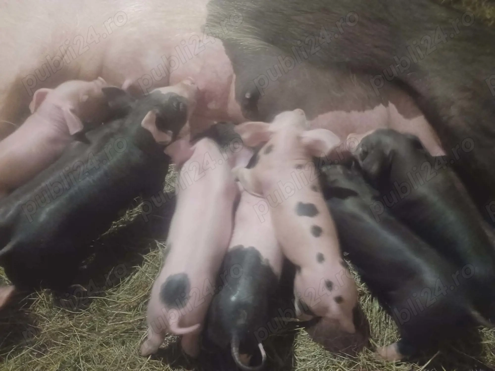 Vand scroafă cu 7 purcei !