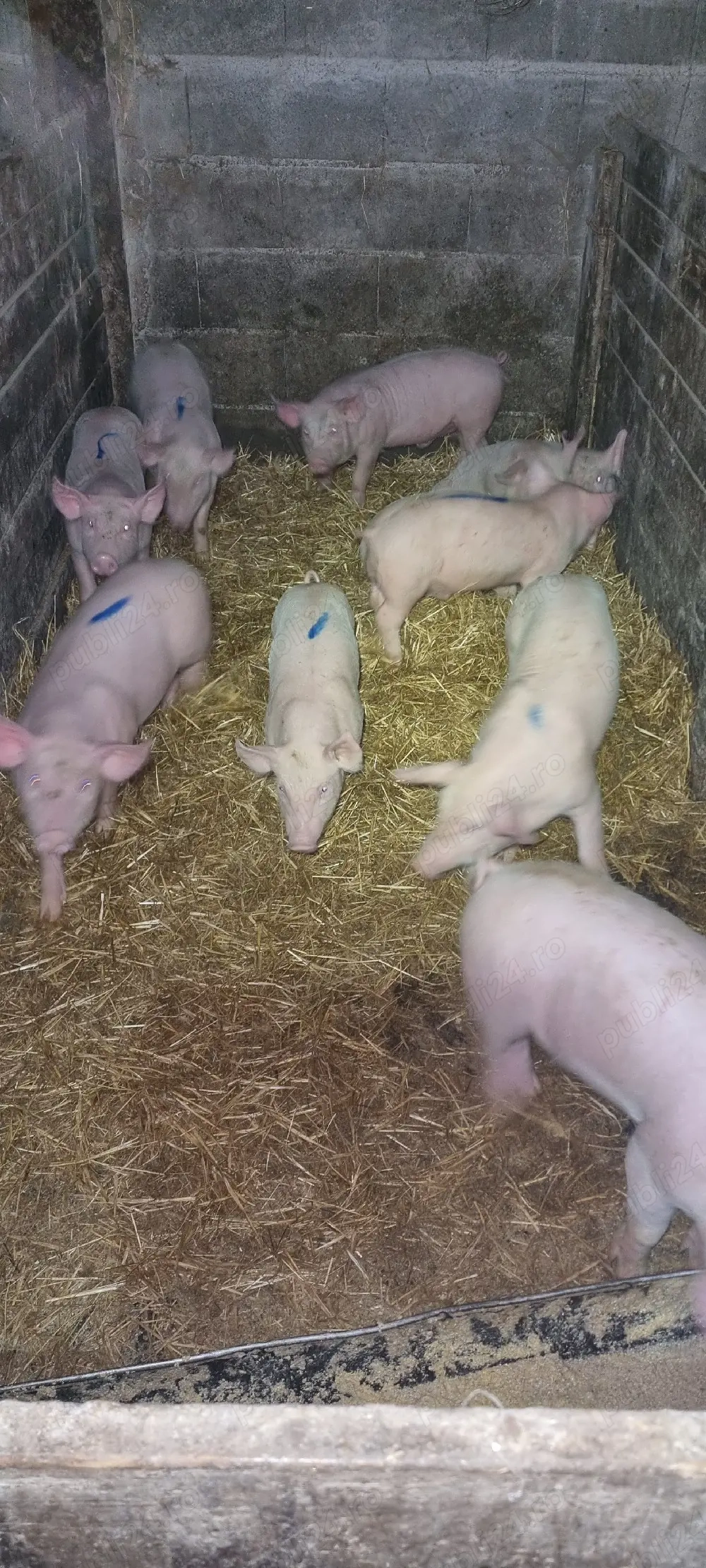  Purcei din Scroafe TN70 import Danemarca montate cu vier de pietrean 