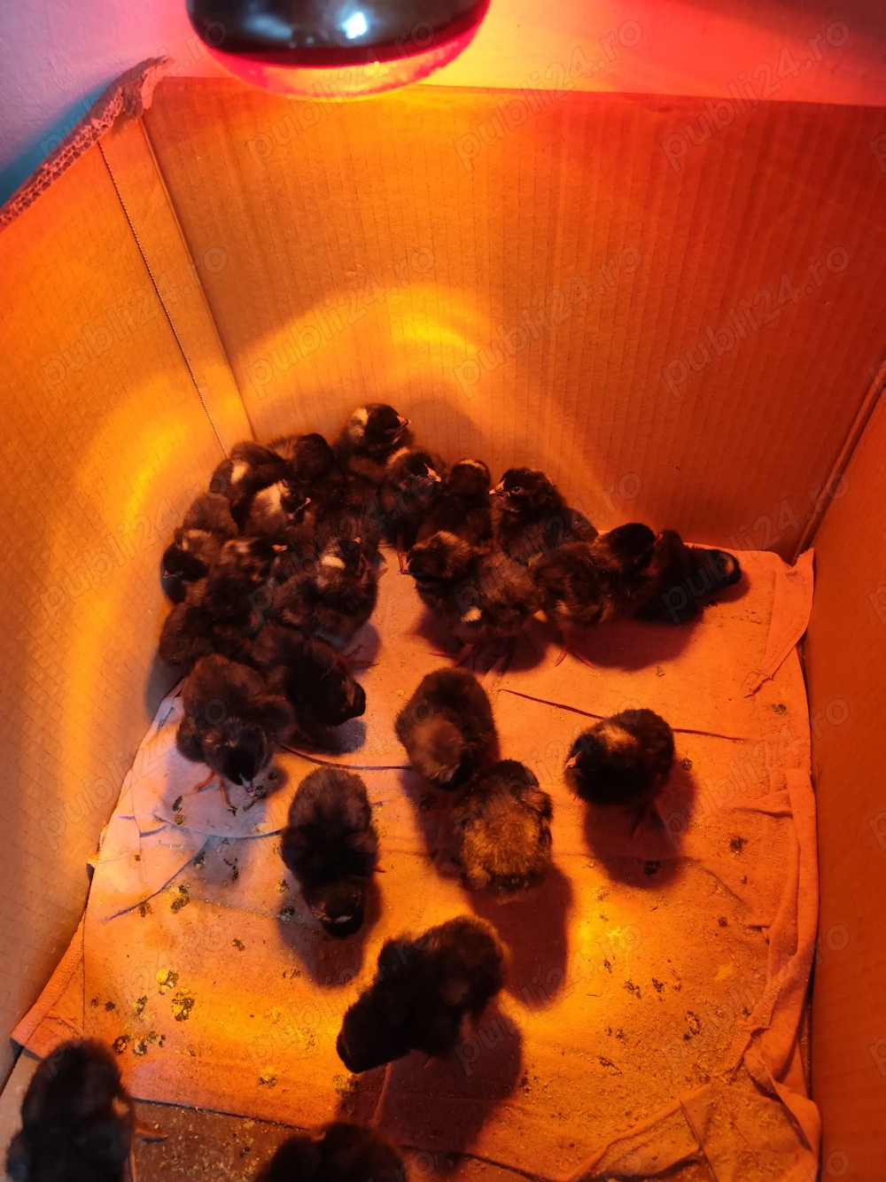 Pui Plymouth Rock Barat 