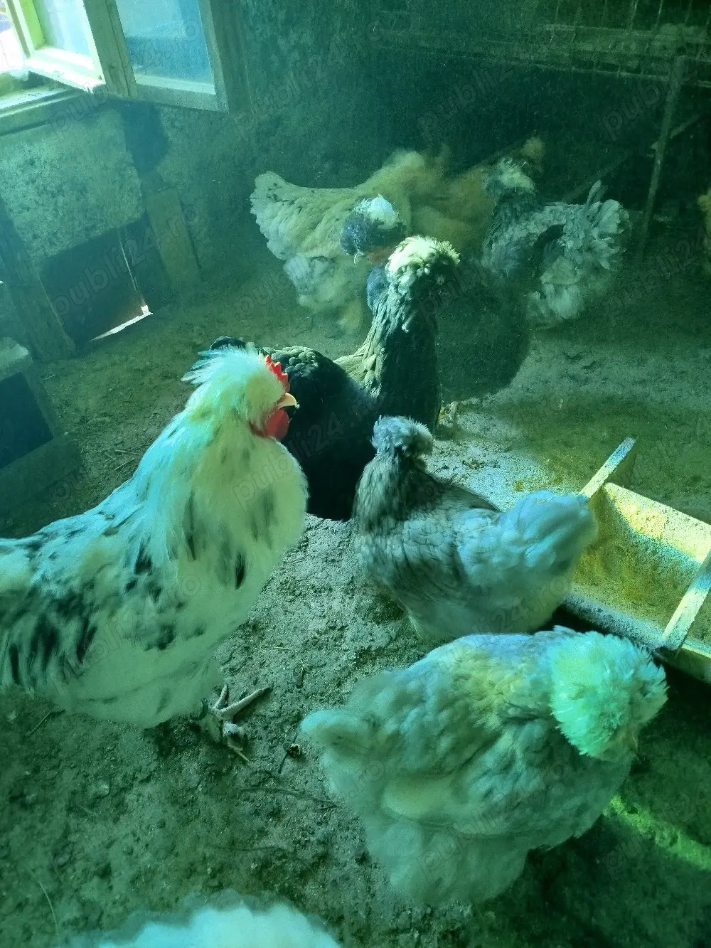 ouă pentru incubat găini moțate 