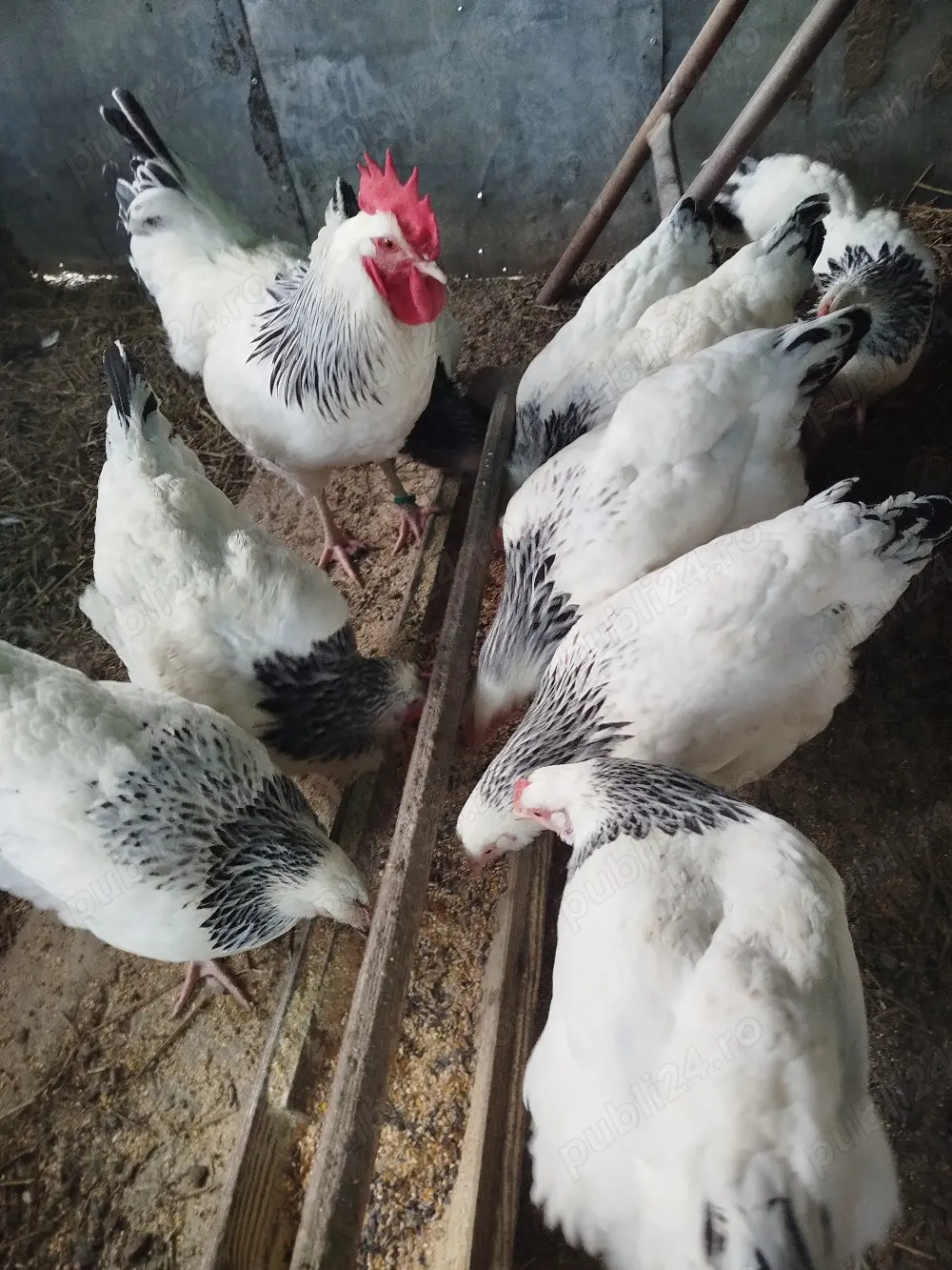 ouă pentru incubat de la găini sussex 