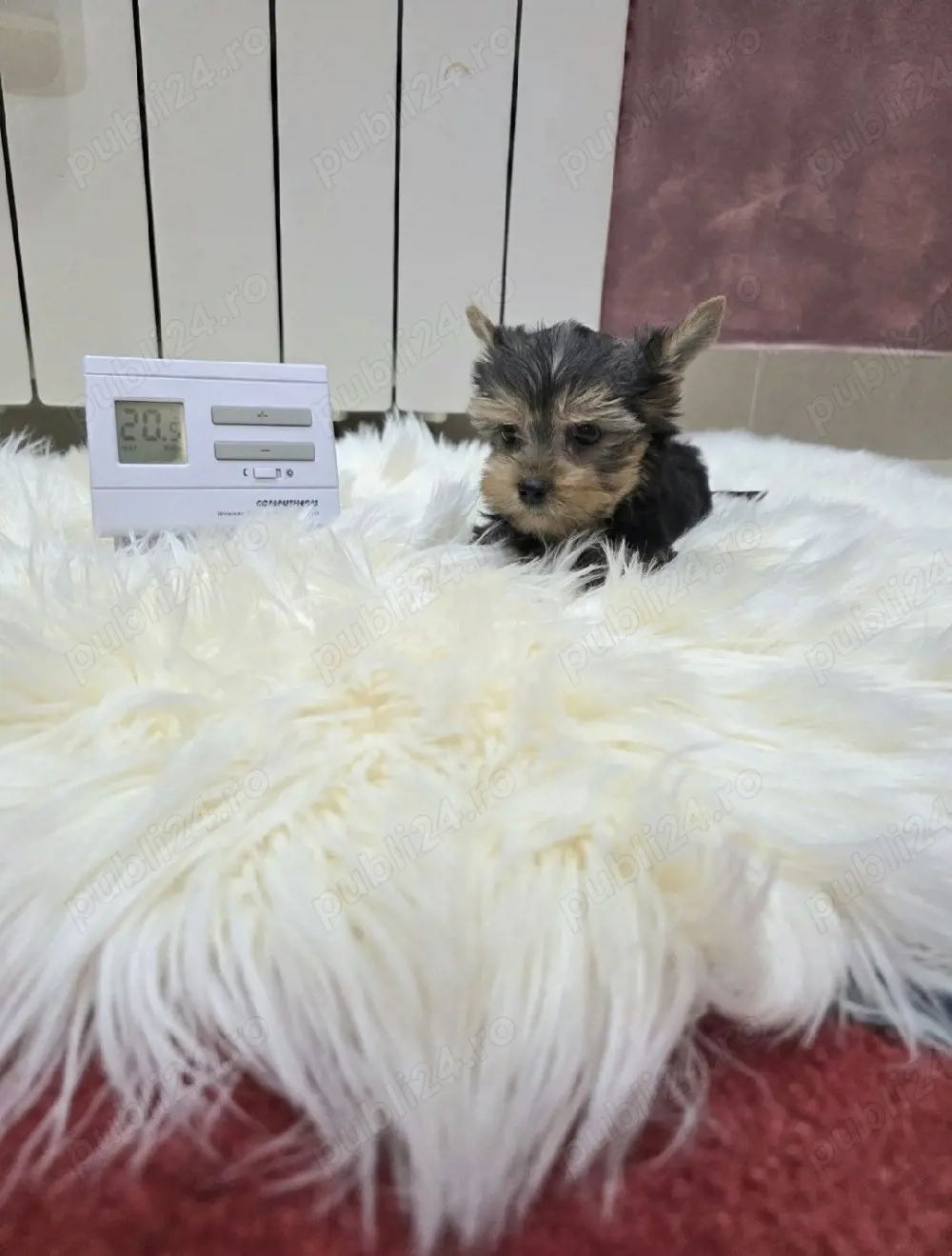 Yorkshire terrier fetite și băieți 