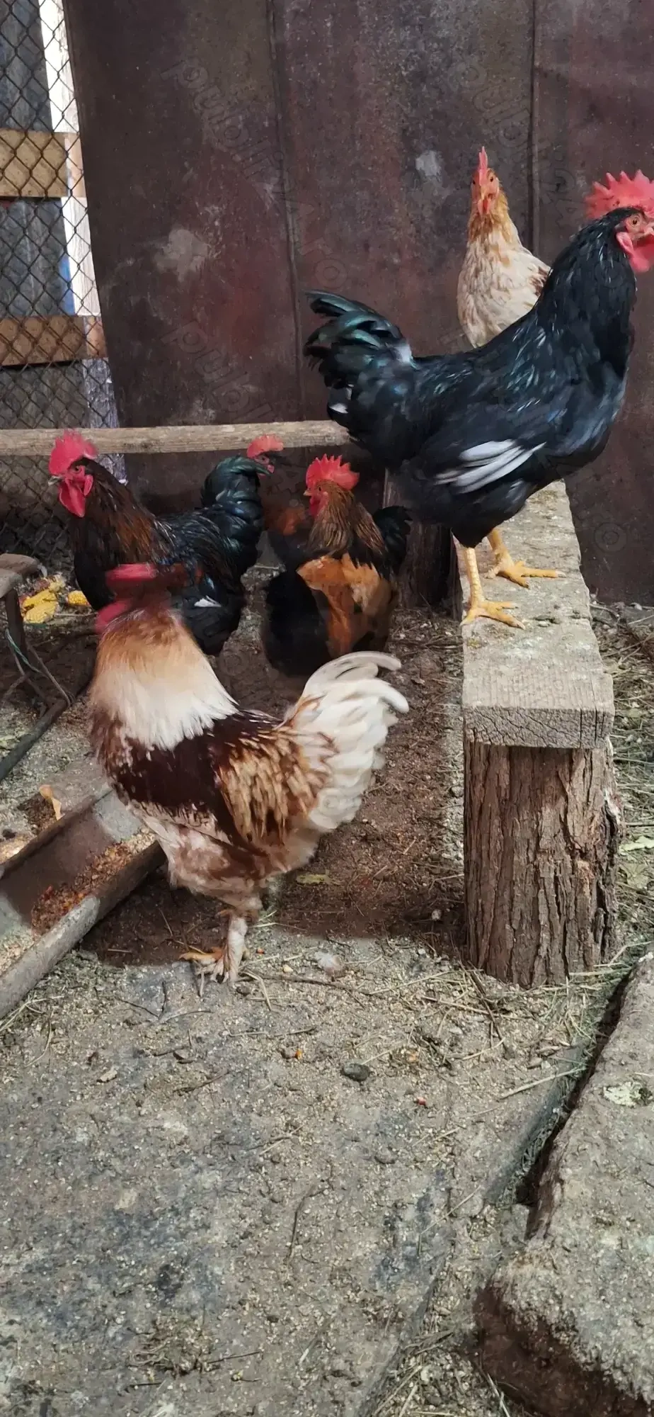 Vând cocoși  de casă! 